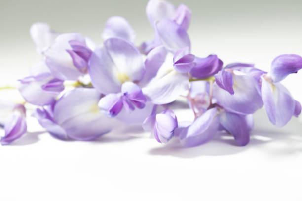 Wisteria flowers, decoration, floral background