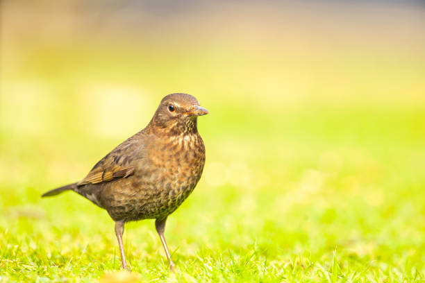 Female Blackbird on a lawn in a suburban garden.
