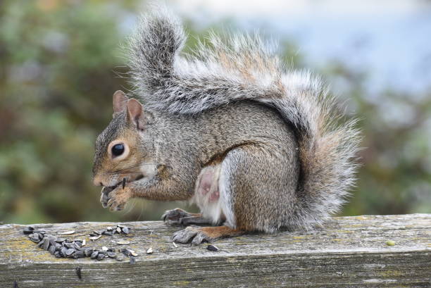 istock Squirrel - in the wild  eating seeds 2193715410