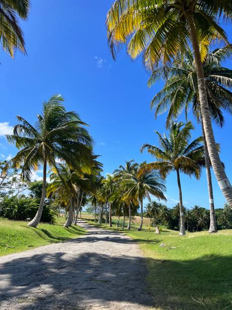 istock Coconut Tree Grove in Canfield St.Thomas Barbados 2193716025