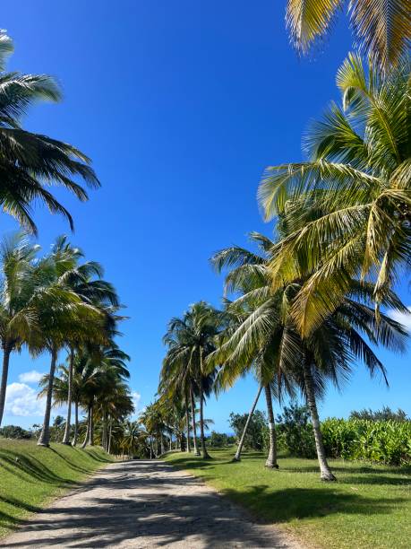istock Coconut Tree Grove in Canfield St.Thomas Barbados 2193716049