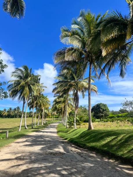Coconut Tree Grove in Canfield St.Thomas Barbados