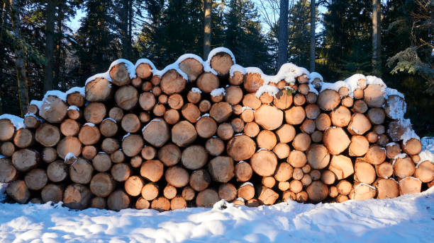 Pile of wood covered with snow