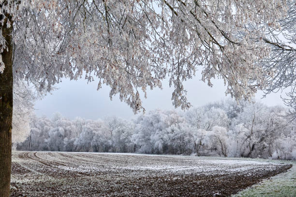 Winter landscape with Forest, farmland and meadows, framed on top by white branches