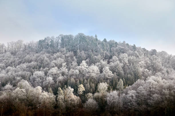 Winter landscape, white forest with powdered sugar snow