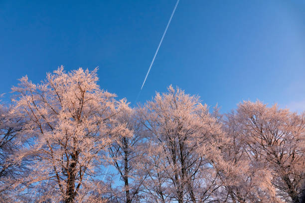 Winter landscape, white treesWinter landscape, looking up to large snow covered trees on blue sky