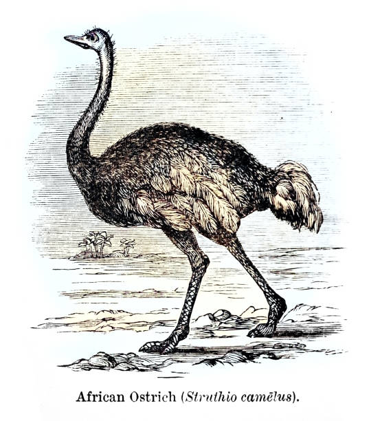 istock Diagram of African Ostrich bird 2193719802