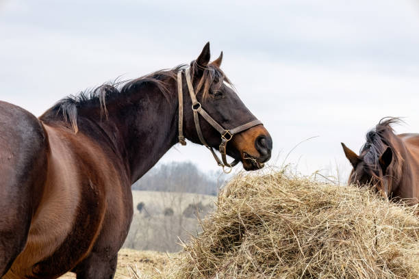 A brown mare eating a round bale of hay in the winter.