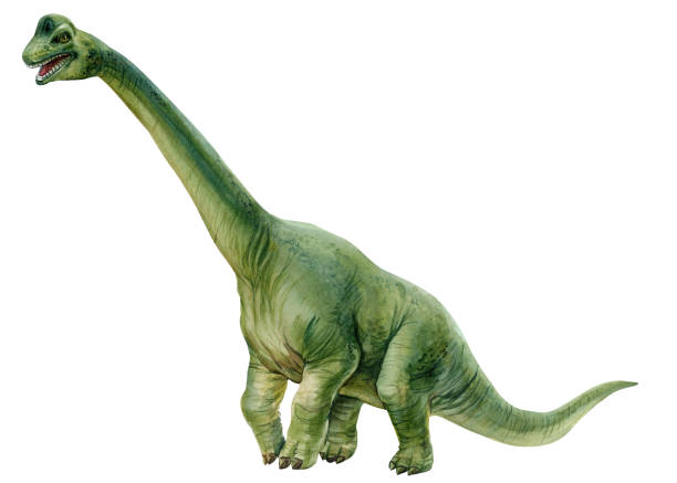 istock Watercolor dinosaurs brachiosaurus dinosaur watercolor illustration. Hand-painted prehistoric Isolated white background. Green Dino 2193720455