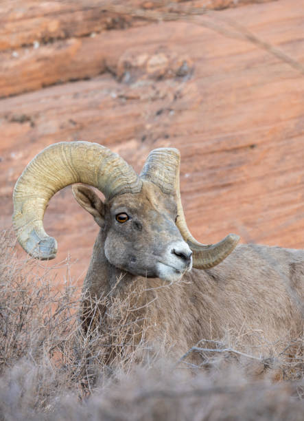 istock Desert Bighorn Sheep Ram in Nevada 2193721677