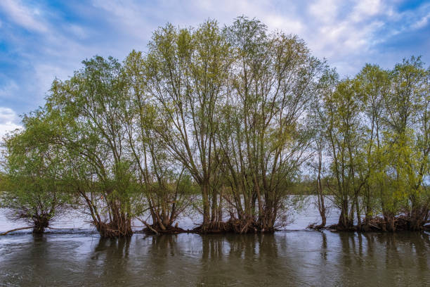 istock Flooding on the Rhine 2193723589