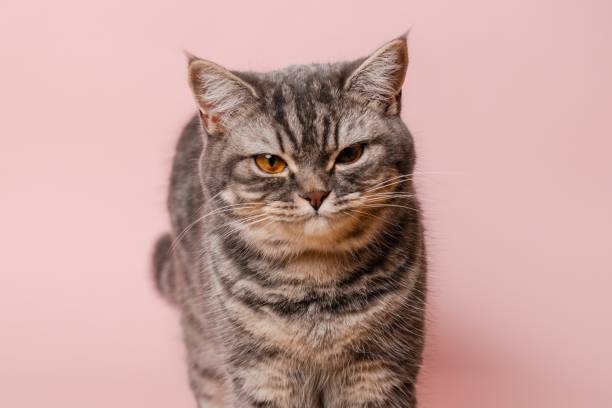 istock Close up on domestic funny cat against pink background 2193725411