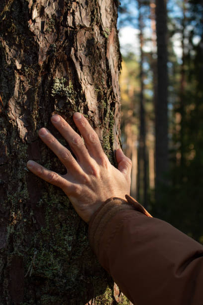 istock The photo shows a hand resting on the textured bark of a tree 2193726105