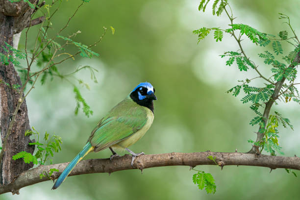 istock Green Jay (Cyanocorax yncas) Edinburg Texas 2193726146
