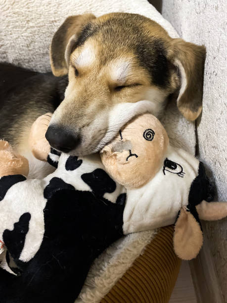 istock dog sleeps hugging his favorite toy 2193727770