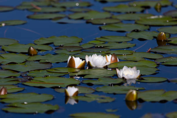Beautiful white water lily close up