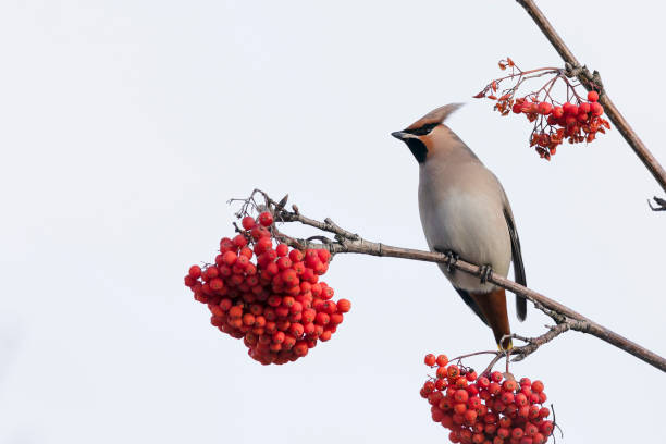 istock waxwing winter passerine bird feeding on berries 2193727928