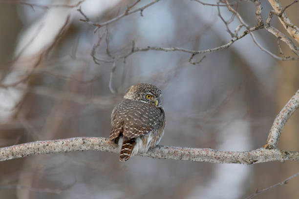 istock Eurasian pygmy owl sitting on a tree branch in spring day close up 2193727929
