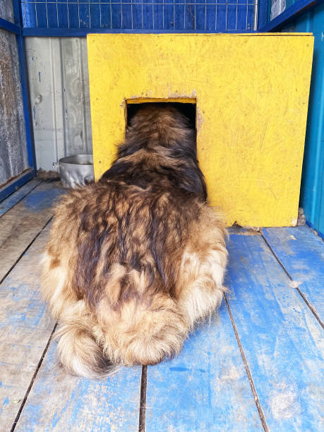 istock a large dog is stuck and cannot fit into its kennel 2193728052