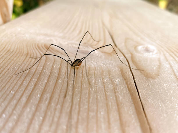 daddy long legs spider sitting on a wooden wall.