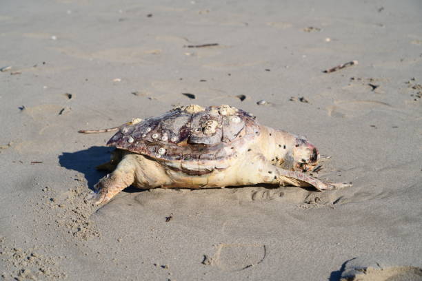 istock Dead turtle on the beach of Marina Romea 2193728555