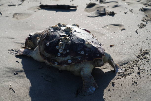 istock Dead turtle on the beach of Marina Romea 2193728877