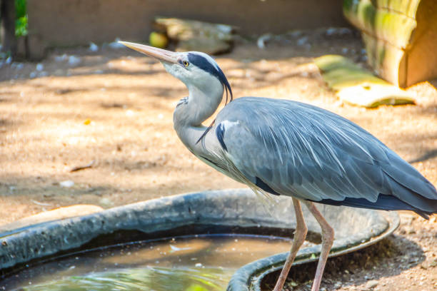 Great blue heron