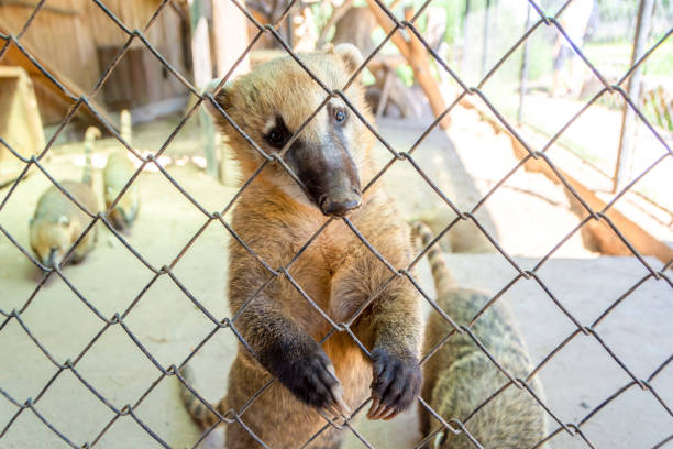 Coati (a mammal of the raccoon family) looking through a cage, close-up of a coati