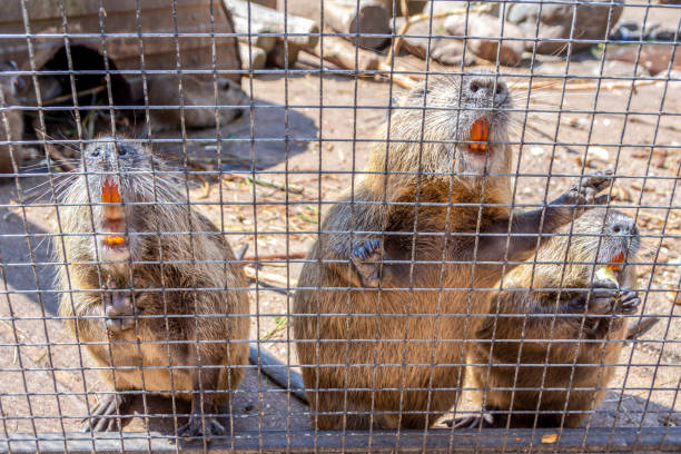 Beavers looking out of a cage close-up