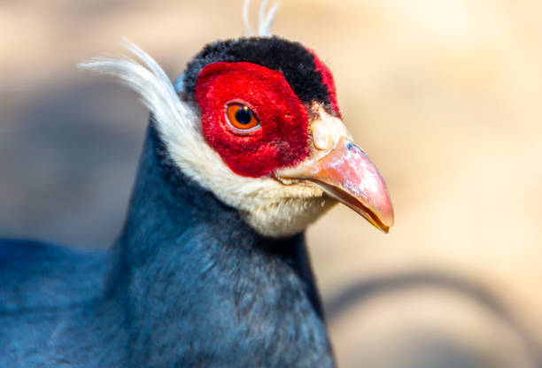Portrait of a beautiful male common pheasant (Phasianus colchicus)