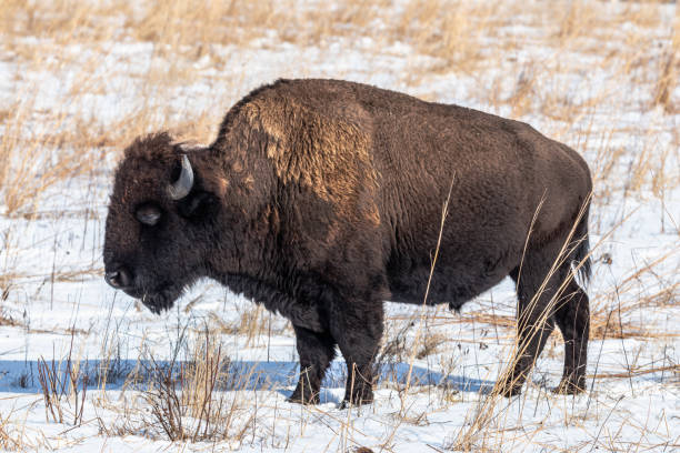 istock American Bison full body in snow 2193731079