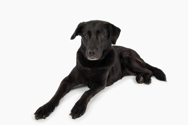 istock Black Labrador lying on the floor. Isolated on white 2193731100