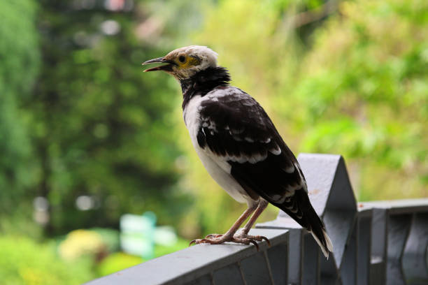 istock Hong Kong. Starling (Gracupica nigricollis) in Kowloon Park 2193733255