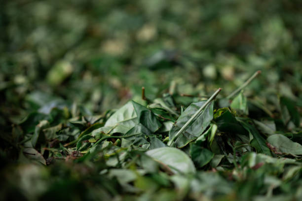 istock Freshly picked tea leaves drying in the sun 2193734393