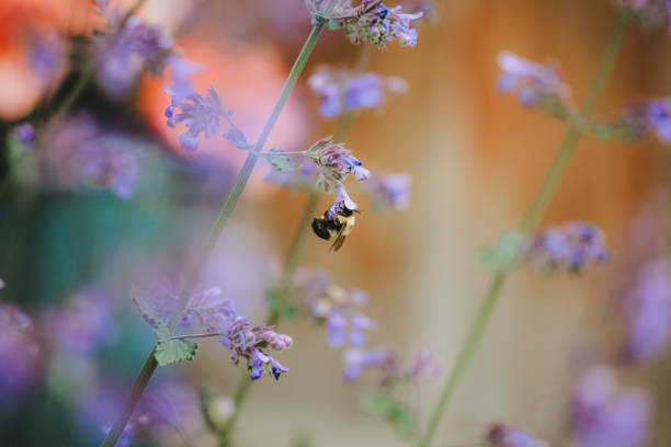 A bumblebee drinking nectar from a mint flower.