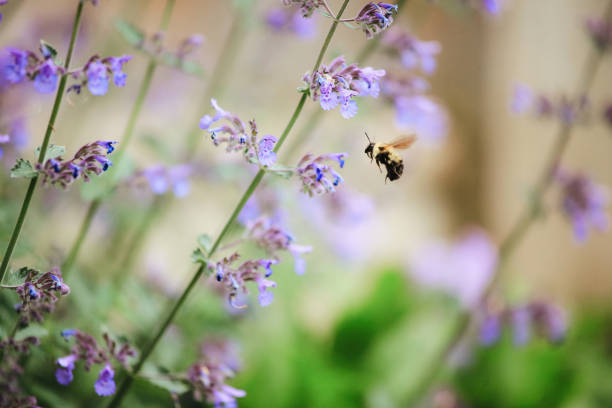 A bumblebee flying amongst mint flowers.