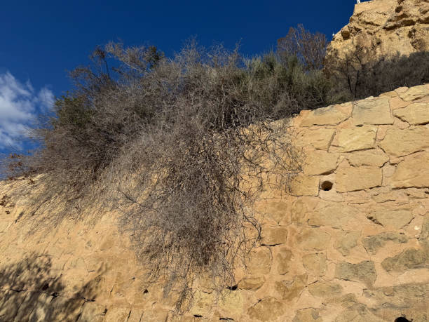 istock Rustic stone wall with desert foliage under clear blue sky 2193737275