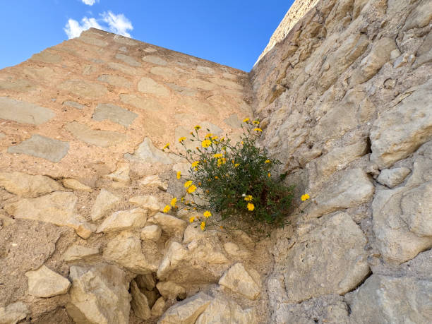 Resilient wildflowers growing in stone wall against blue sky.