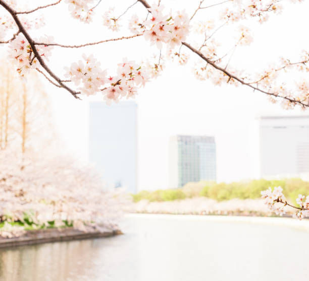 Beautiful pink-white sakura flowering in late March in on display in springtime in Osaka, Japan.