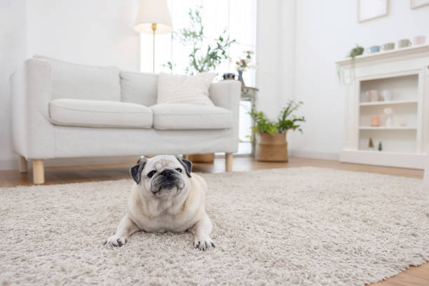istock Happy pug relaxes on a soft carpet alone in a bright living room 2193738938
