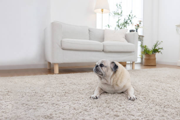 istock A pug relaxes on a soft carpet in a bright living room 2193738948