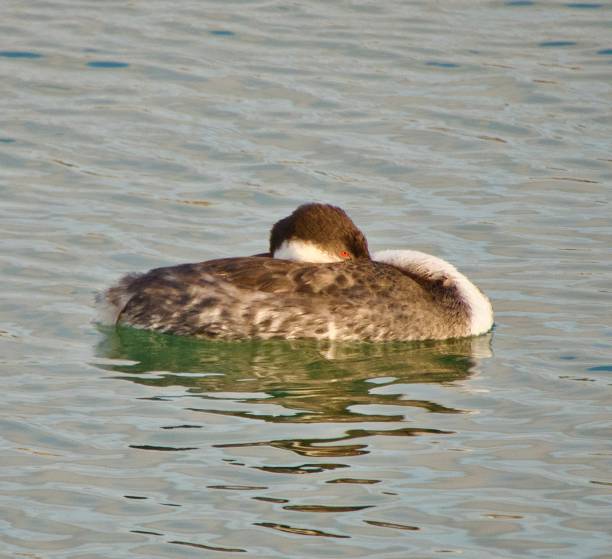 istock A Western grebe nestled in the water 2193738988