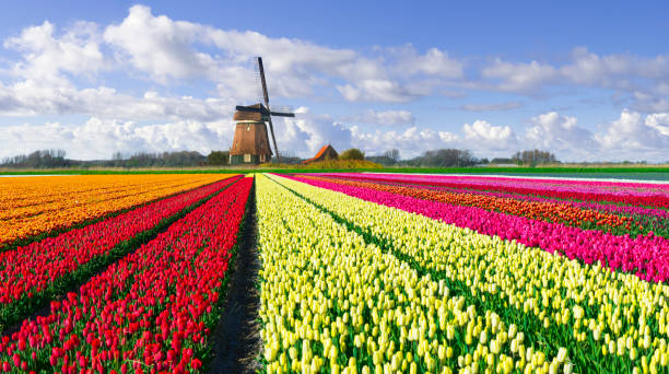 istock Colorful Tulip Fields in front of a Dutch Windmill under a Nicely Clouded Sky. 2193740090