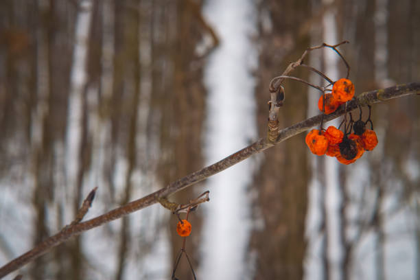 common mountain ash with red, partially withered fruits in a winter setting with a blurred background