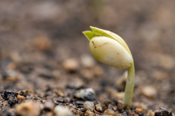 Birth of a bean seed in a seedbed Delicate bean sprout emerging from dark, nutrient-rich earth, showing initial green leaves