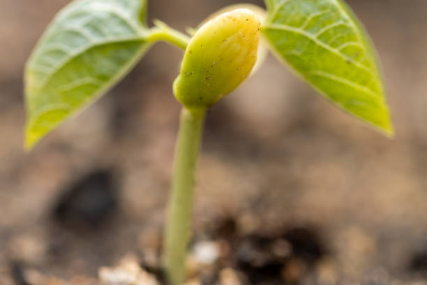 Birth of a bean seed in a seedbed Delicate bean sprout emerging from dark, nutrient-rich earth, showing initial green leaves