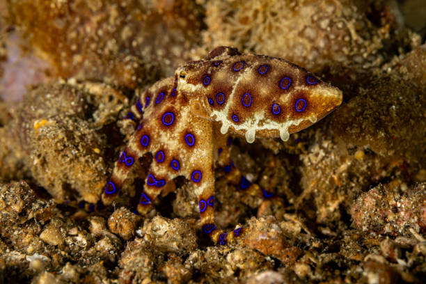 istock Blue-Ringed Octopus Hapalochlaena sp.: Small Deadly Beauty, Lembeh Strait, Indonesia 2193743658