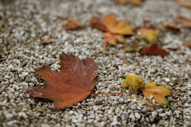 Brightly colored leaves resting on gravel.