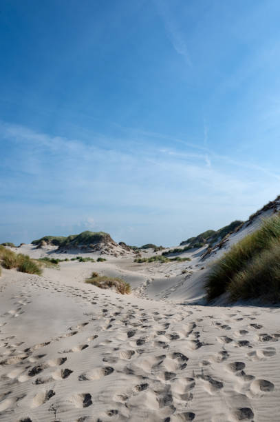 istock Dunes with beach grass on the North Sea coast 2193744344