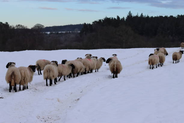 istock Sheep in a snow covered field in winter 2193744383